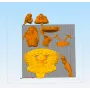 Lobo Bust - STL 3D print files